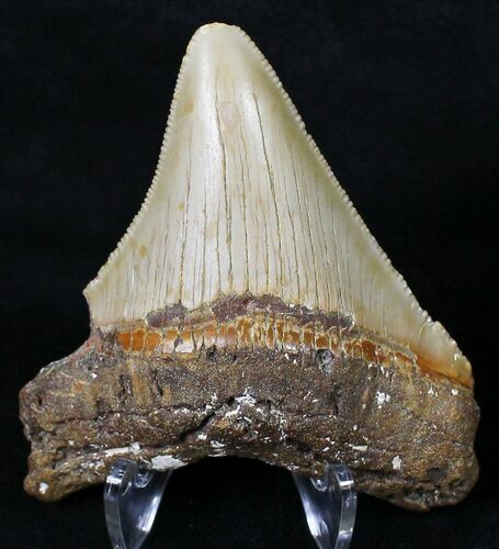 Serrated Juvenile Megalodon Tooth - North Carolina #18605